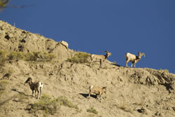 bighorn